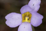 Southern butterwort